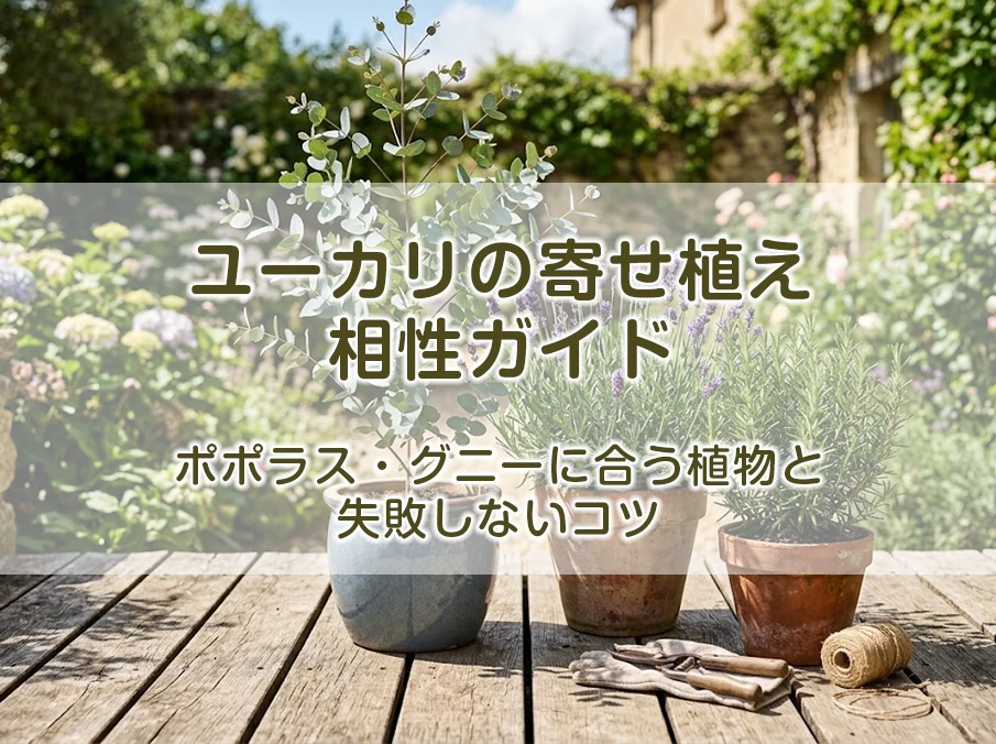 ユーカリの寄せ植え相性ガイド|ポポラス・グニーに合う植物と失敗しないコツ