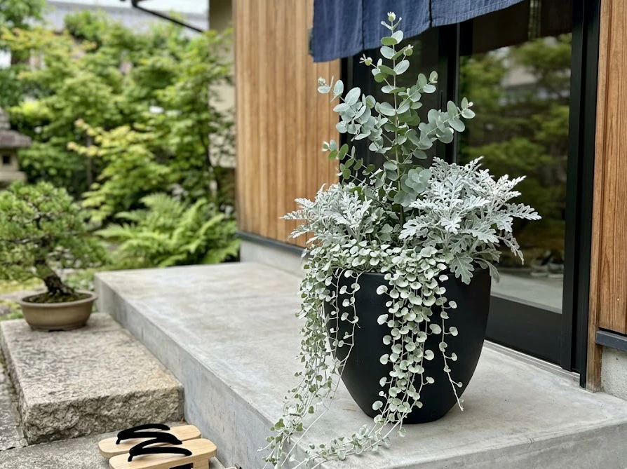 ユーカリとシロタエギクでシルバーに統一されたシックな黒い鉢植え