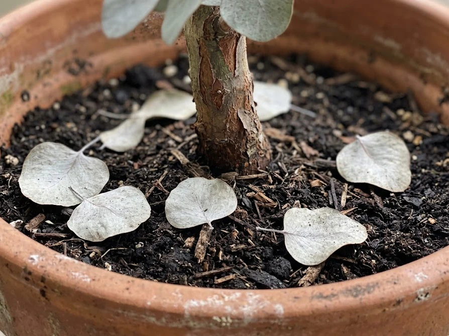 ユーカリの鉢植えの土の上に落ちた枯れ葉