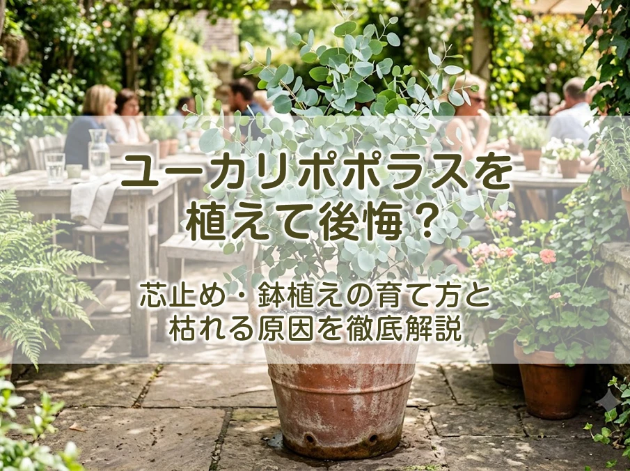 ユーカリポポラスを植えて後悔?芯止め・鉢植えの育て方と枯れる原因を徹底解説