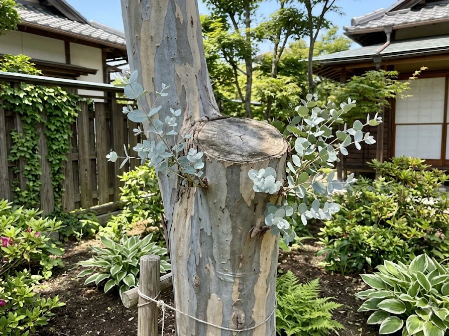 成長を抑えるために芯止め剪定されたユーカリポポラスの太い幹