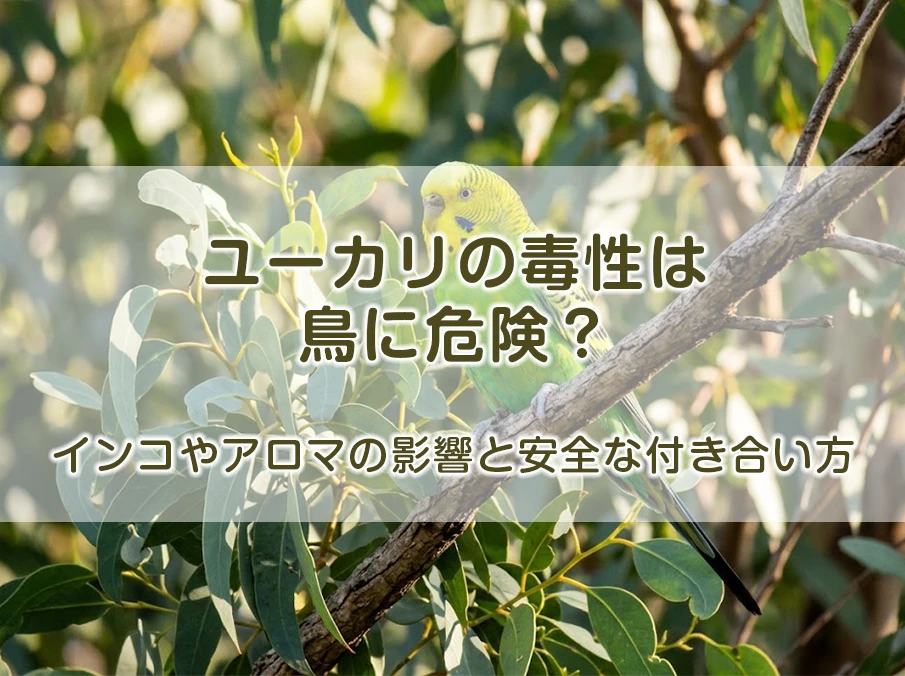 ユーカリの毒性は鳥に危険?インコやアロマの影響と安全な付き合い方