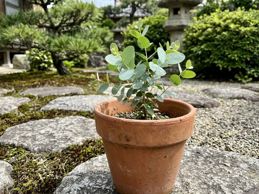 庭のテラスに置かれたテラコッタの鉢植えで育てられているユーカリ