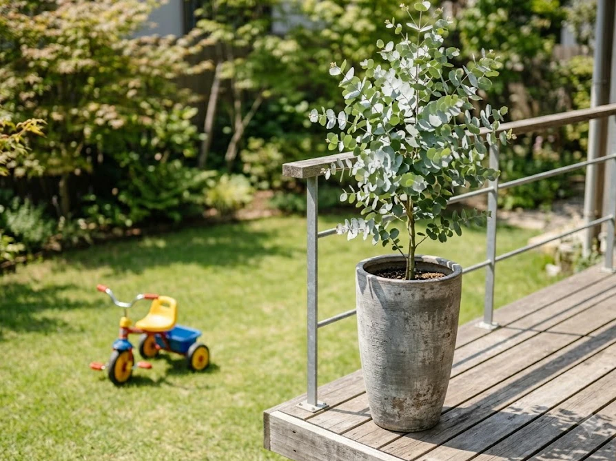 小さな子供の手が届かないように背の高い鉢植えで安全に管理されたユーカリ