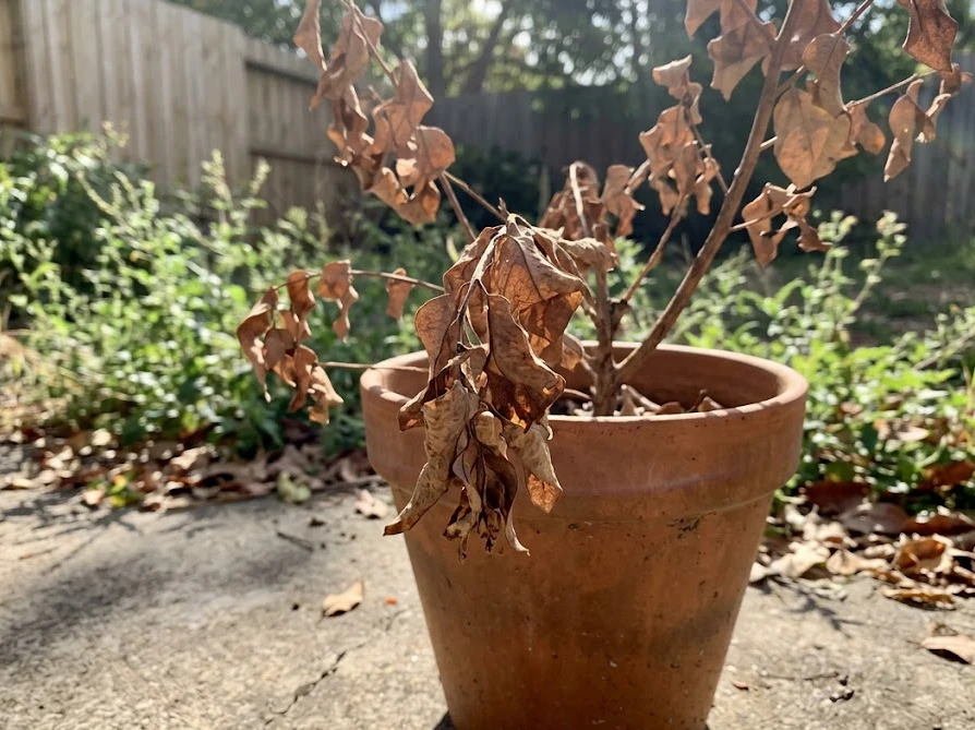 水切れが原因で葉がパリパリに乾燥してしまった鉢植えのユーカリ