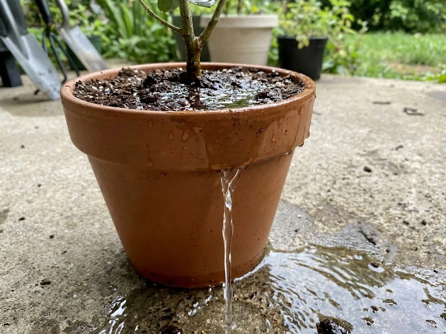 ユーカリの鉢底から水が流れ出るまでたっぷりと水やりを行っている状態