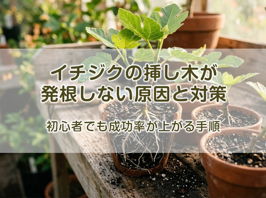 イチジクの挿し木が発根しない原因と対策|初心者でも成功率が上がる手順