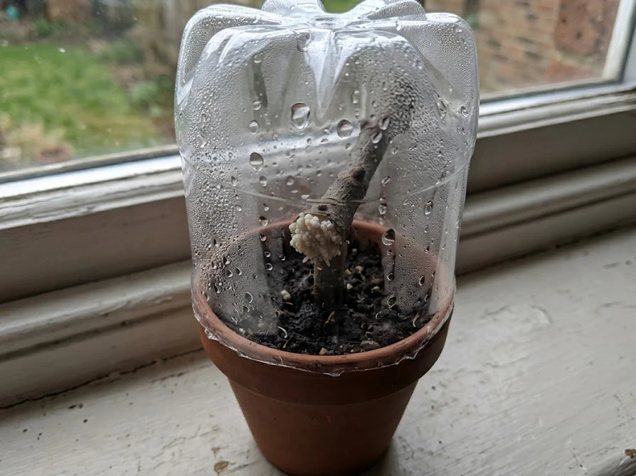 透明なペットボトルを被せて湿度を保つ密閉挿しで管理されているイチジクの鉢植え
