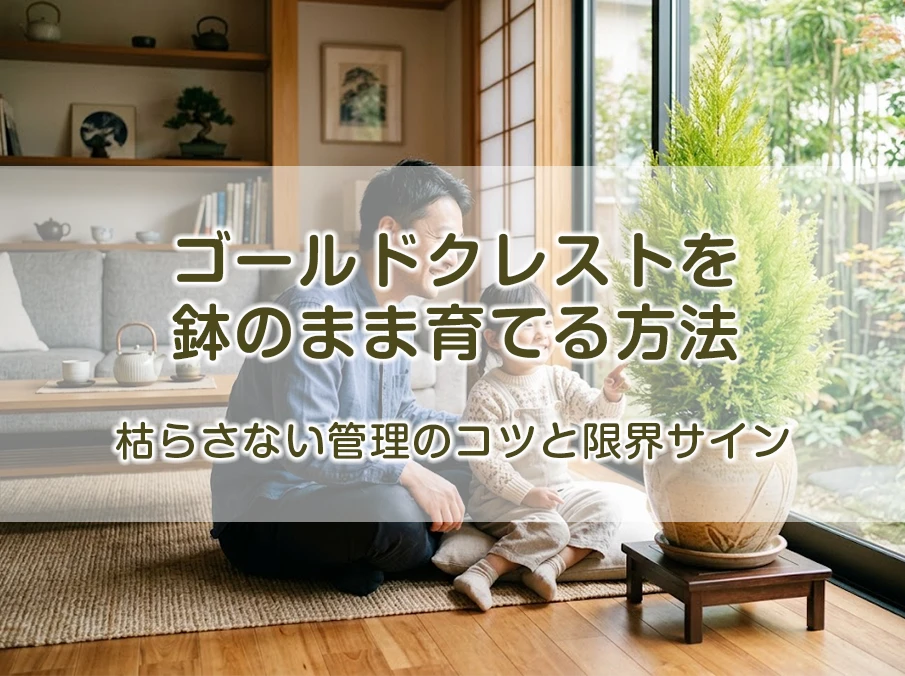ゴールドクレストを鉢のまま育てる方法｜枯らさない管理のコツと限界サイン