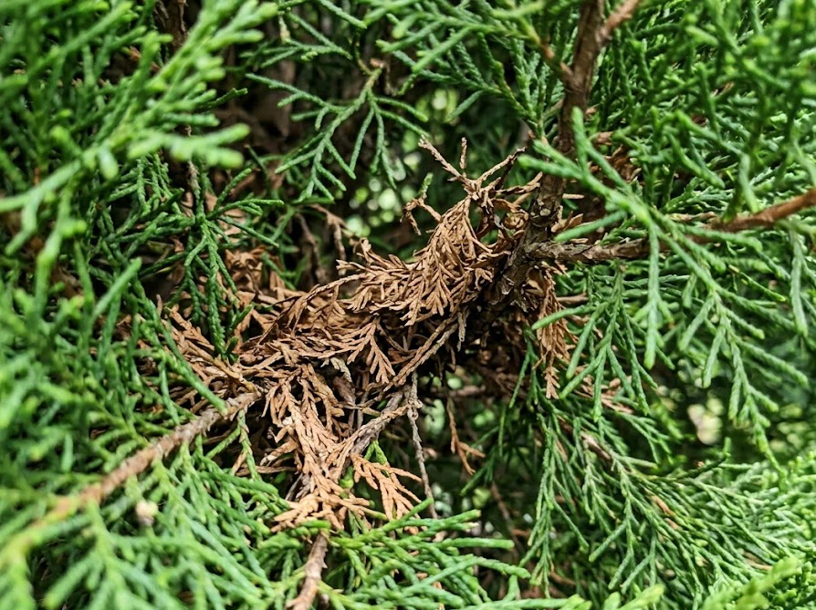 風通しが悪く蒸れてしまい、内側の葉が茶色く枯れてしまったゴールドクレスト