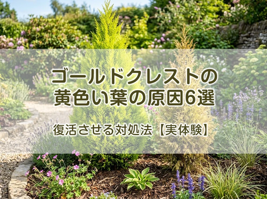 ゴールドクレストの黄色い葉の原因6選と復活させる対処法【実体験】