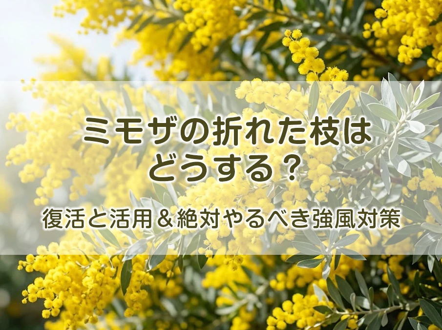ミモザの折れた枝はどうする？復活と活用＆絶対やるべき強風対策
