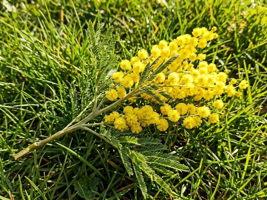 庭の芝生の上に落ちている鮮やかな黄色い花がついたミモザの折れた枝