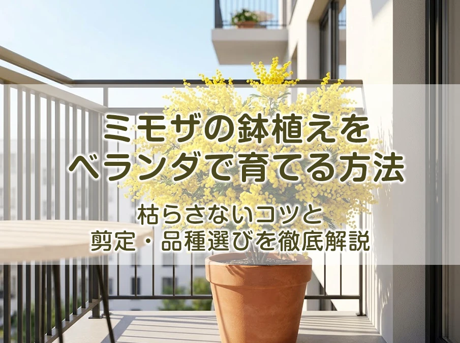ミモザの鉢植えをベランダで育てる方法｜枯らさないコツと剪定・品種選びを徹底解説