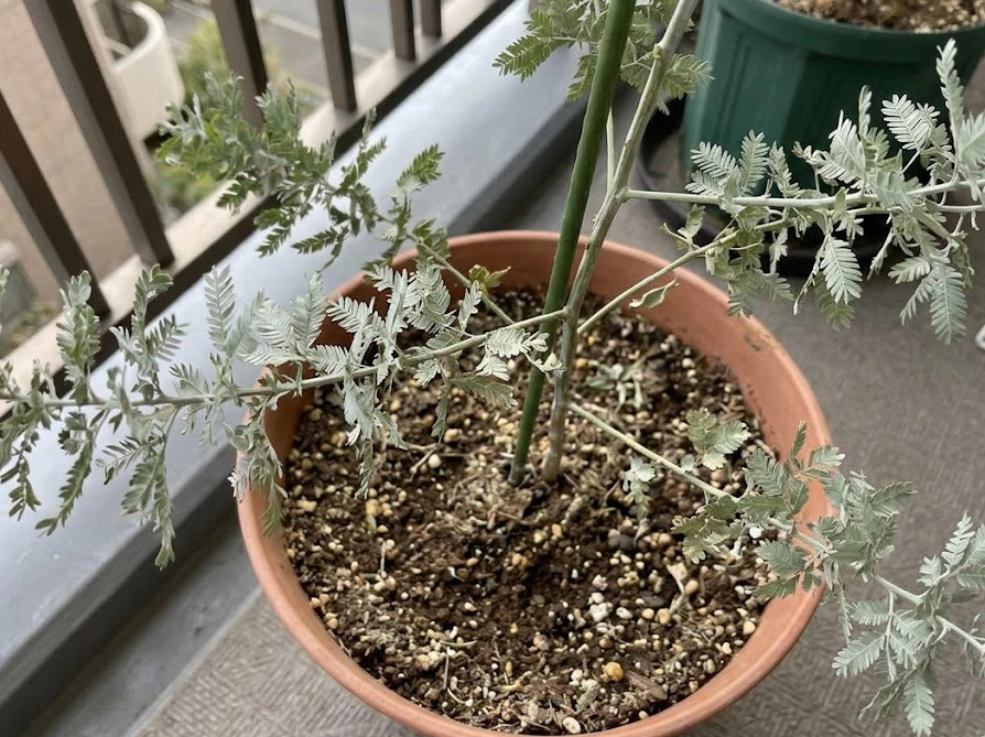 水切れにより葉が少し乾燥してチリチリになってしまったベランダの鉢植えミモザ