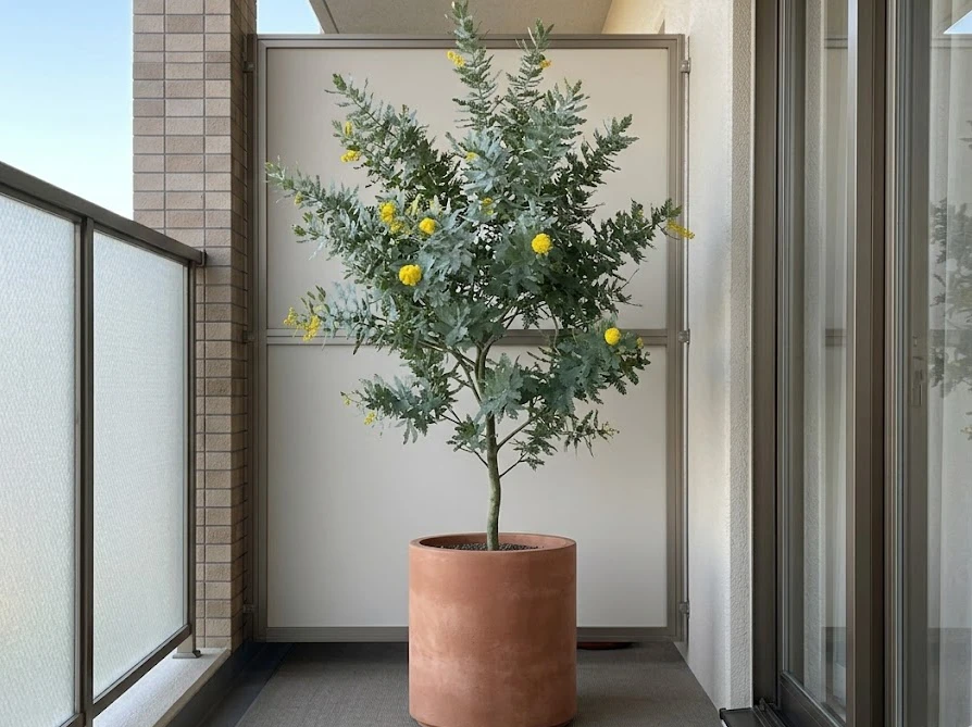 樹高が低くベランダでも育てやすいコンパクトな矮性品種のミモザ
