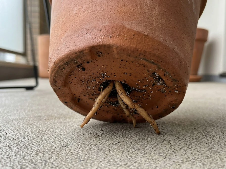 風通しが良くなるよう向こう側が透けて見える程度に剪定されたミモザの枝