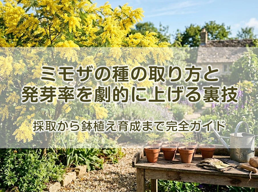 ミモザの種の取り方と発芽率を劇的に上げる裏技|採取から鉢植え育成まで完全ガイド