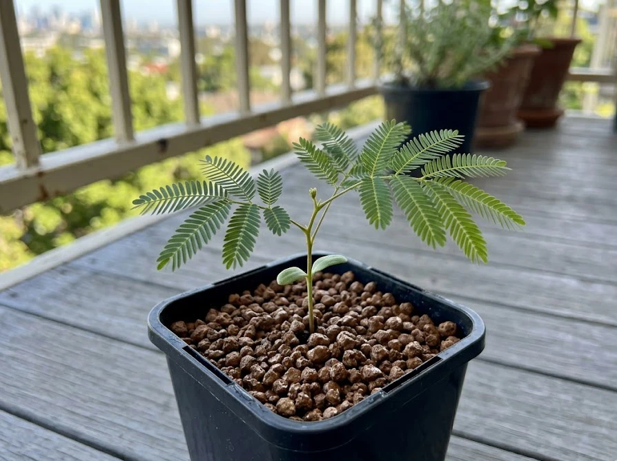 ビニールポットに植え替えられたミモザの小さな苗