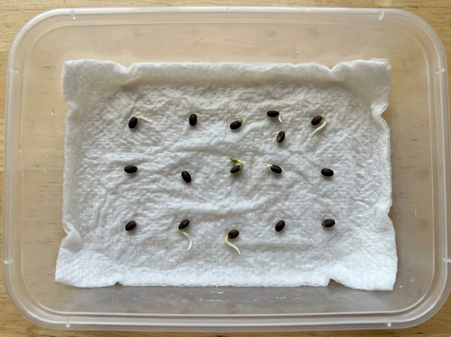 湿らせたキッチンペーパーの上で発根したミモザの種
