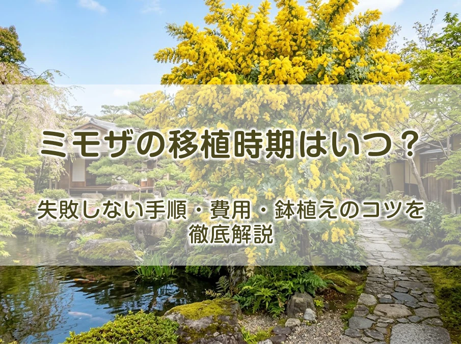 ミモザの移植時期はいつ?失敗しない手順・費用・鉢植えのコツを徹底解説