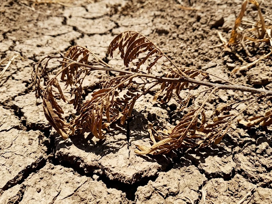 真夏の厳しい暑さで水切れを起こし、葉が茶色く枯れてしまったミモザの枝