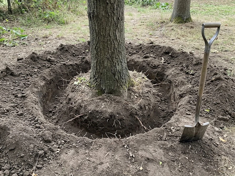 ミモザの移植を成功させるため、幹の周りにドーナツ状の溝を掘って行う根回し作業