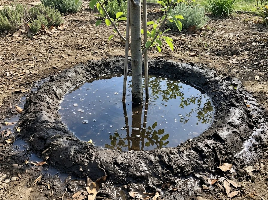 移植直後のミモザの根元に土で作られた水鉢と、そこにたっぷりと与えられた水