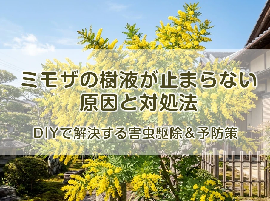 ミモザの樹液が止まらない原因と対処法｜DIYで解決する害虫駆除＆予防策