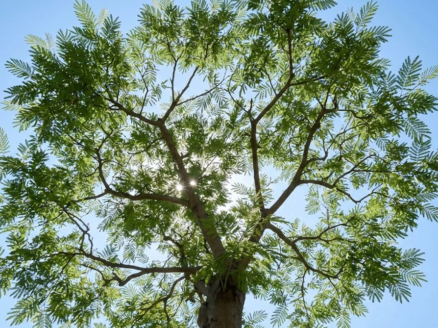 定期的な剪定によって風通しと日当たりが確保され、害虫の発生を未然に防いでいる健康なミモザ