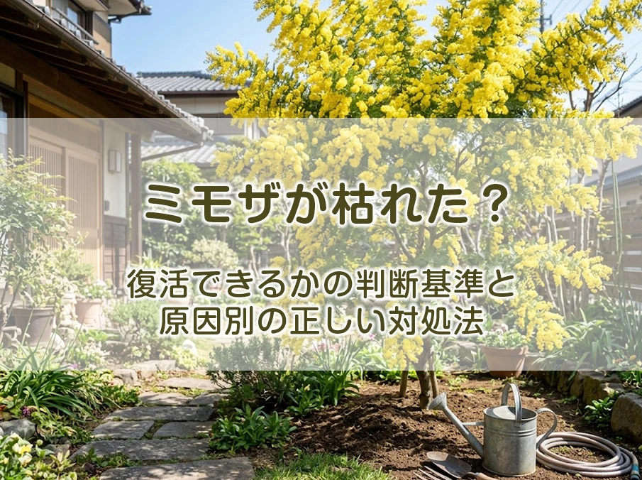 ミモザが枯れた？復活できるかの判断基準と原因別の正しい対処法
