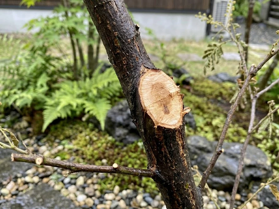 水枯れを起こしたミモザを復活させるため、バケツの水に鉢ごと沈めて底面給水を行う様子