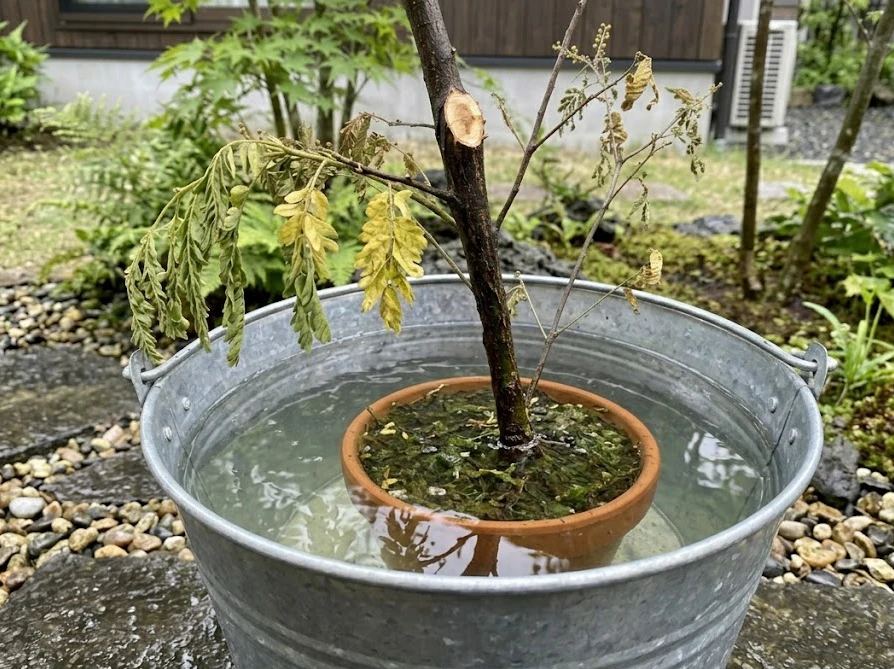 完全に枯れたミモザを伐採・抜根するために、庭の地面に残された太い切り株とスコップ