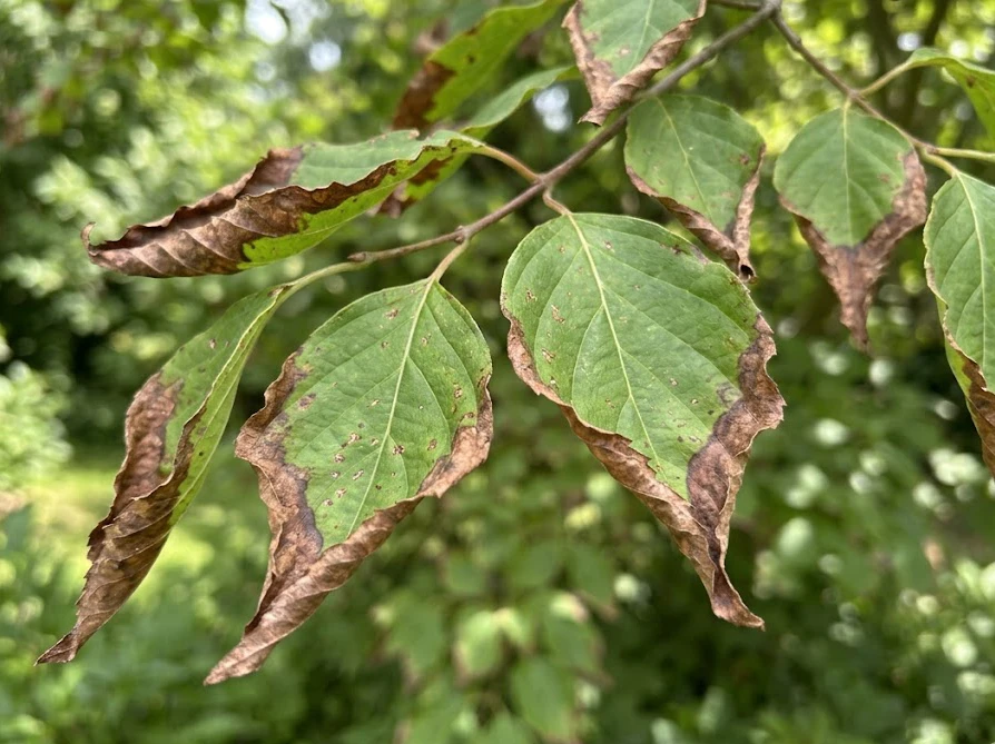 農薬の撒きすぎによる薬害で葉のフチが茶色く枯れた庭木