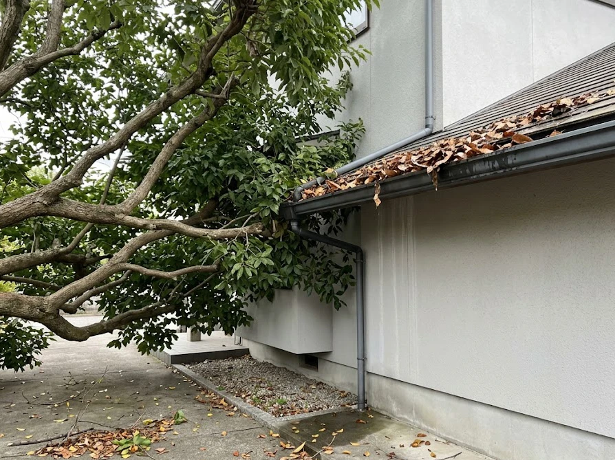 家の外壁を擦るほど近くまで伸びた木の枝と、雨どい周辺に溜まった落ち葉