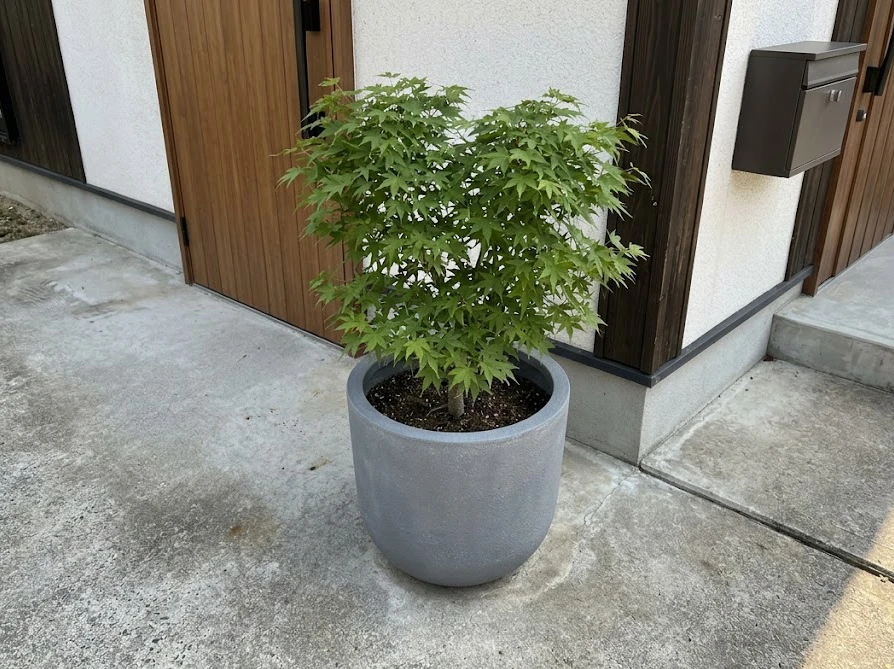 根の広がりを抑えつつ家の近くで緑を楽しむための、玄関先の大きな鉢植え