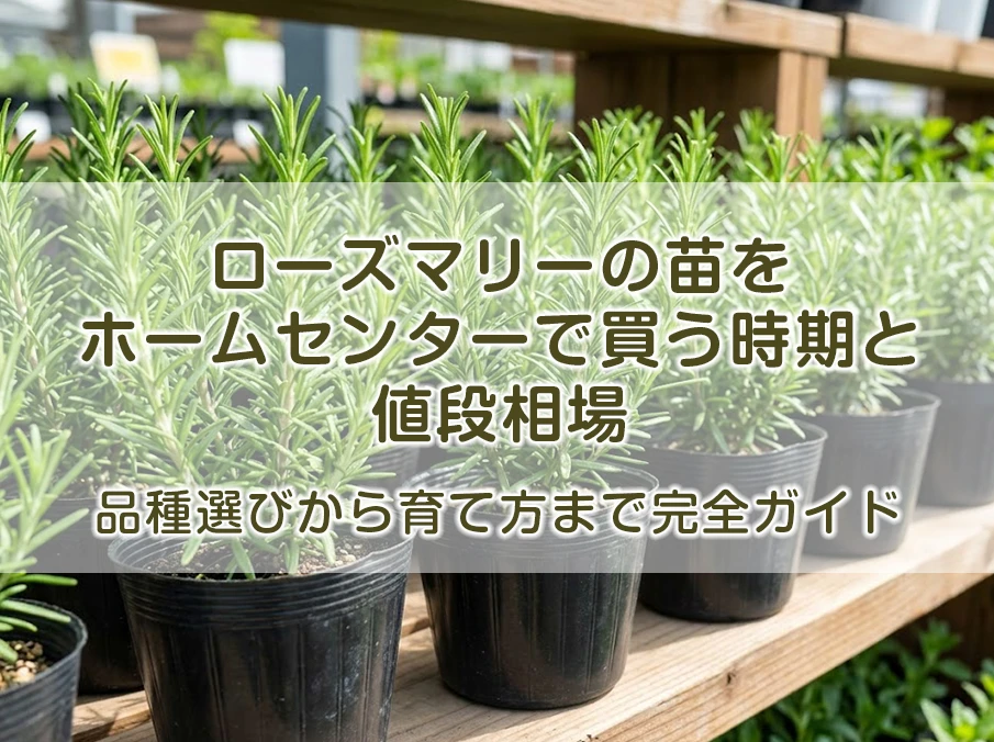 ローズマリーの苗をホームセンターで買う時期と値段相場｜品種選びから育て方まで完全ガイド