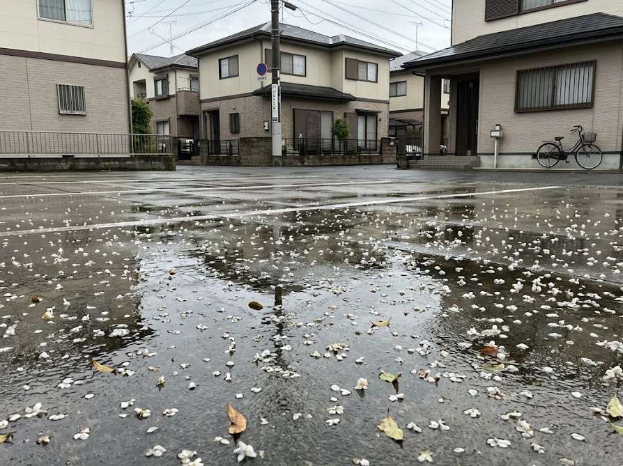雨上がりのコンクリートに張り付いた大量の花びらと落ち葉