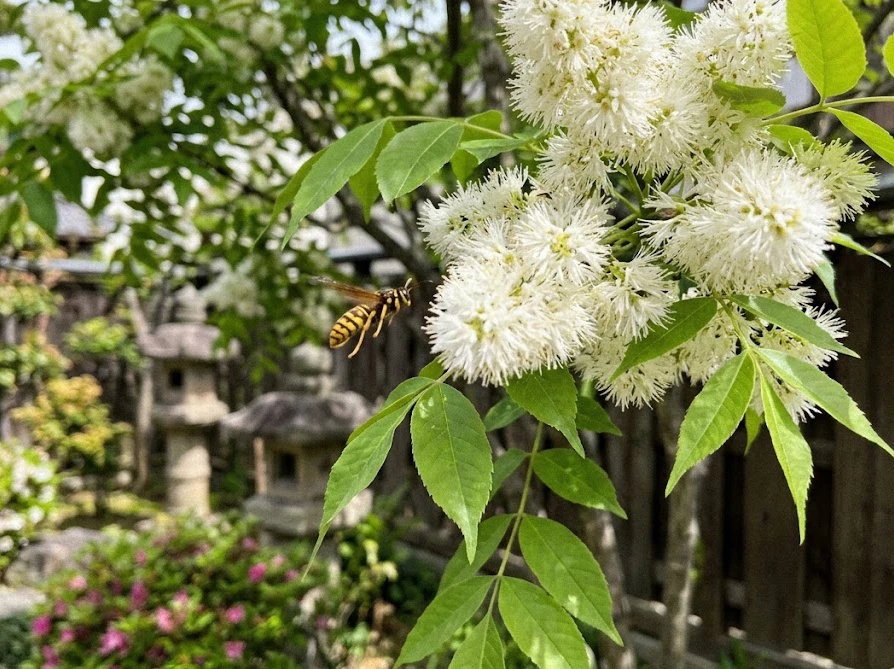 シマトネリコの白い花に引き寄せられて飛来した蜂