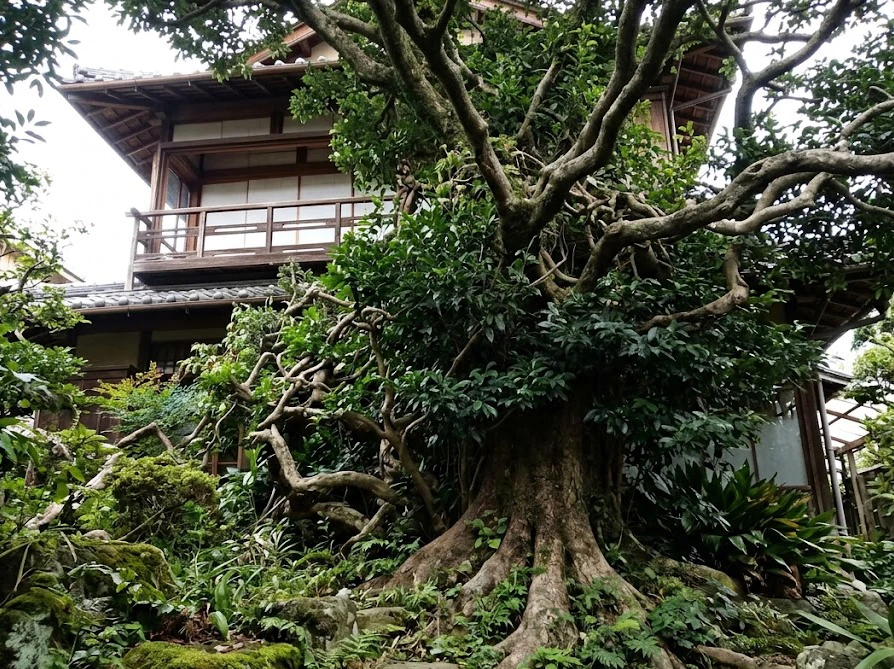 2階のベランダに届くほど巨大化してしまったシマトネリコ