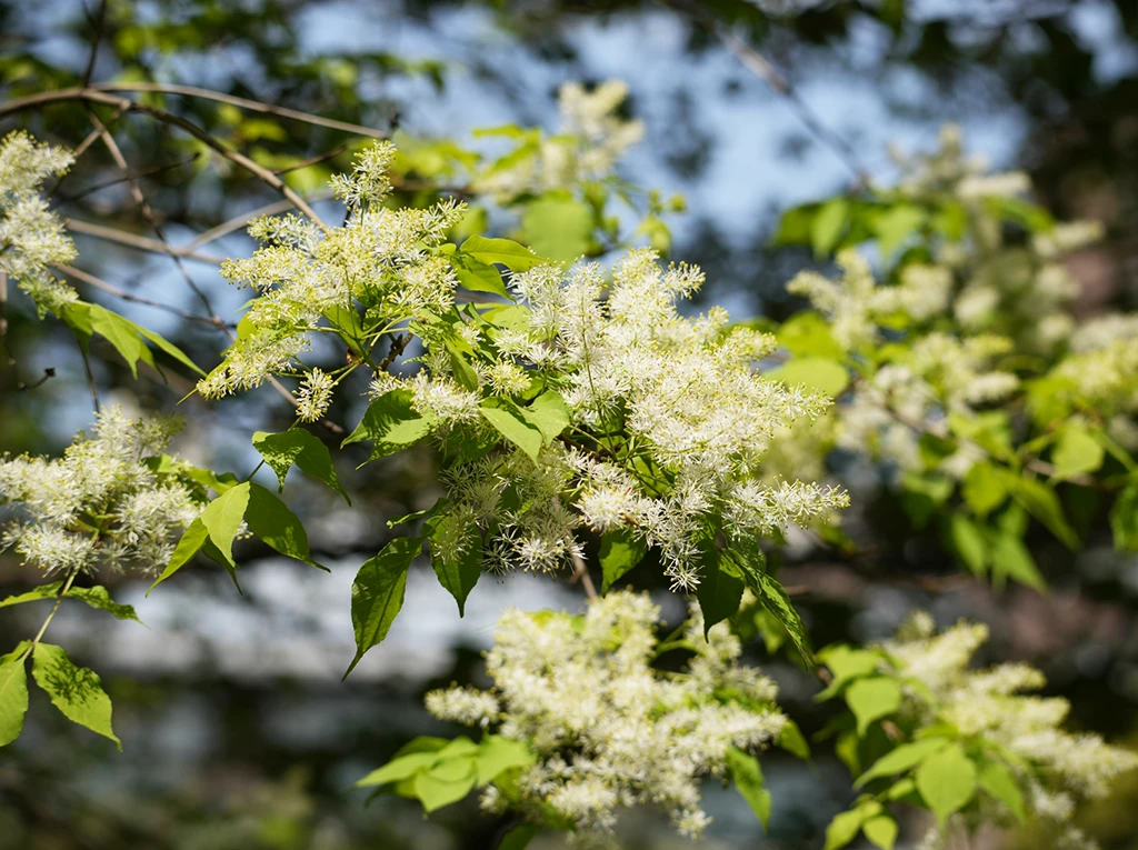 シマトネリコの花