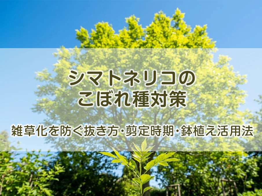 シマトネリコのこぼれ種対策｜雑草化を防ぐ抜き方・剪定時期・鉢植え活用法