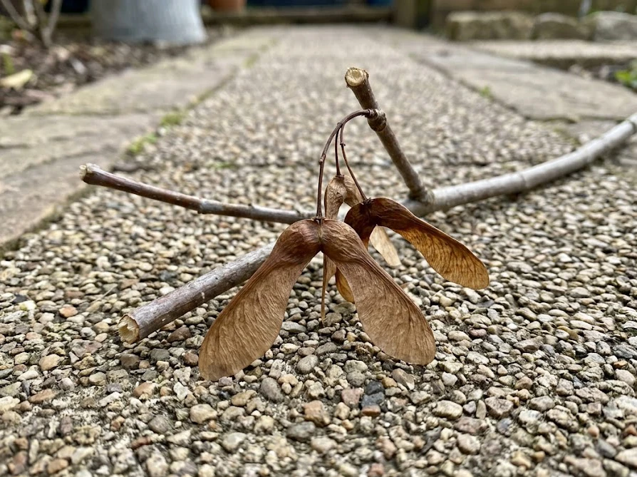剪定されて地面に落ちたシマトネリコの茶色く熟した羽付きの種