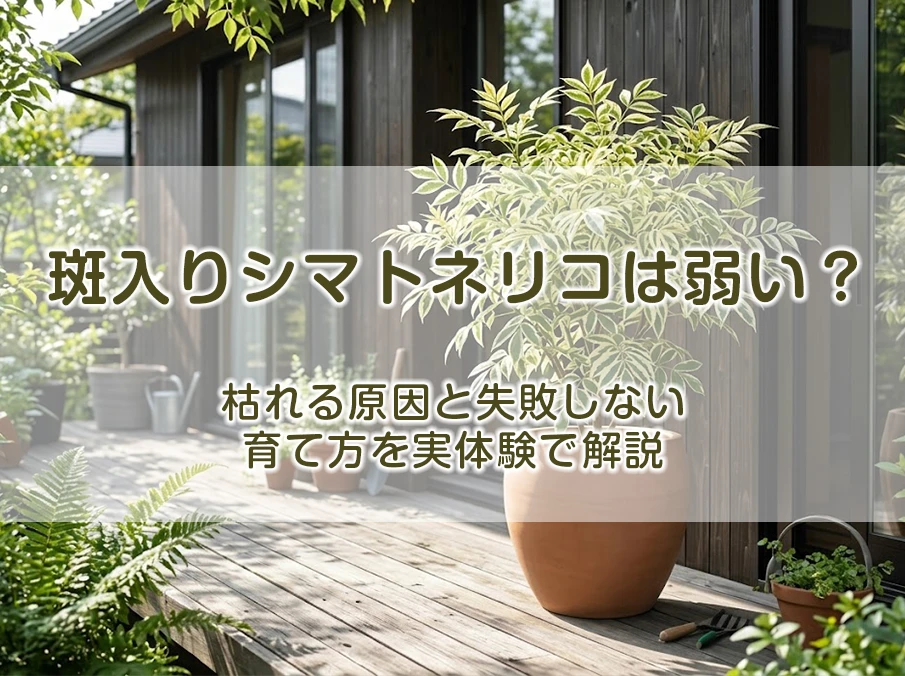 斑入りシマトネリコは弱い？枯れる原因と失敗しない育て方を実体験で解説