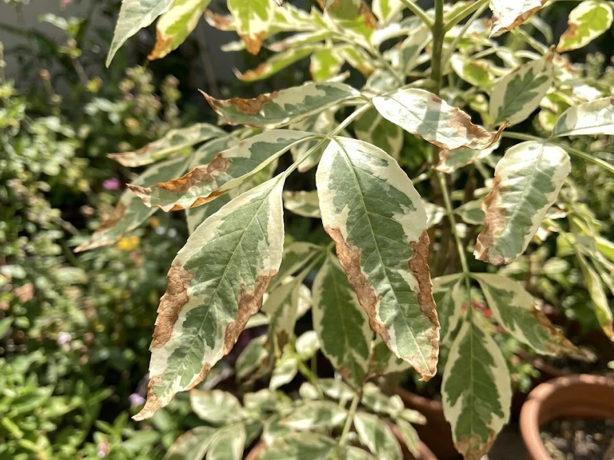 強い直射日光が原因で縁が茶色く葉焼けしてしまった斑入りシマトネリコの葉
