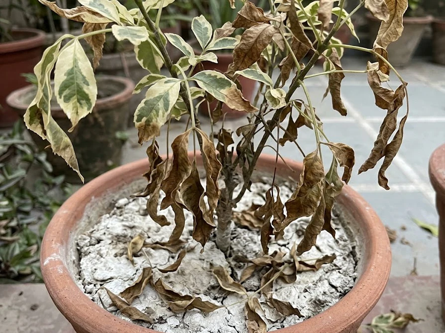 水分不足で葉が乾燥して丸まり、土が乾ききった斑入りシマトネリコの鉢植え